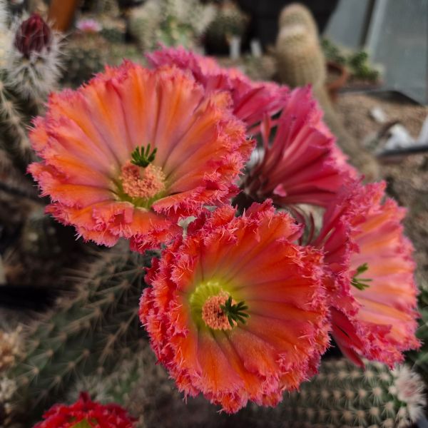 Echinocereus fabella (plomreichii) gerüschte Blüte